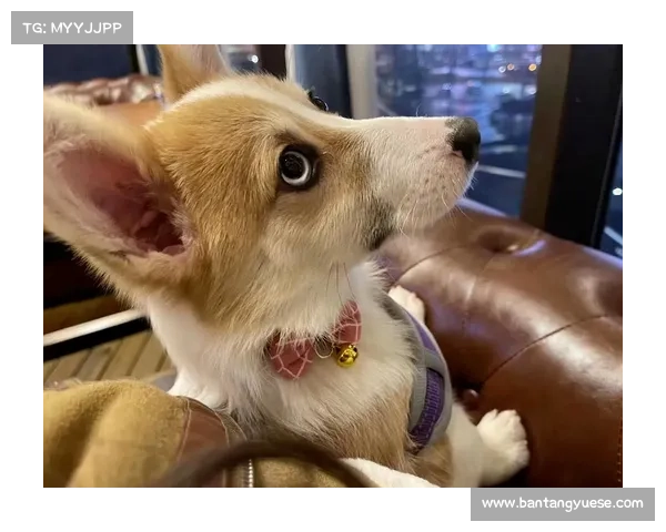 拉姆塞爱犬走失心急如焚社交平台发布悬赏寻找爱宠